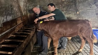Yaylatepede buzağıların küpeleme işlemleri tamamlandı