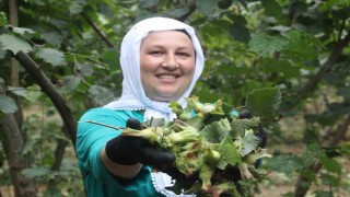‘Yeşil altın fındıkta ilk hasat başladı