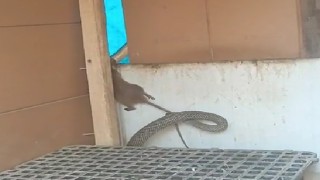 Yılanın fareyi yakaladığı anlar kamerada
