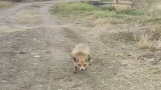 Yolda karşısına çıkan tilkiyi çerezle besledi