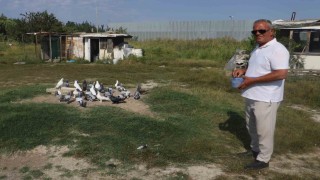 Yüksek sıcaklıklar taklacı güvercinleri de vurdu