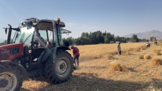 Yüksekovada asırlık gelenek: İmece usulü hasat dönemi devam ediyor