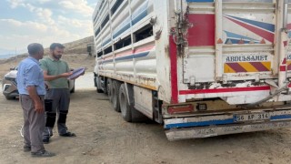 Yüksekovada hayvan sağlığı için yol kontrolleri sürüyor