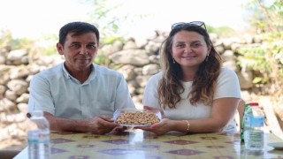 Yuntdağında fıstık hasadı için geri sayım başladı