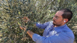 Zeytin hasadı bu yıl 20 gün erken başlayabilir