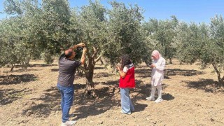 Zeytin sineğine karşı Manisada bahçeler tek tek kontrol ediliyor