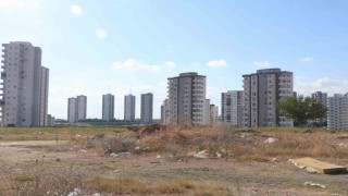 Adana'da cırcır böceği sesleri vatandaşları uyutmuyor