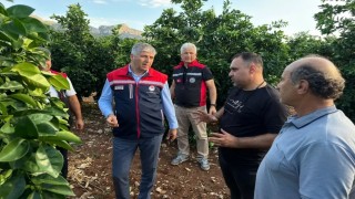 Adana'da dolu vuran tarım arazilerinde incelemeler başladı