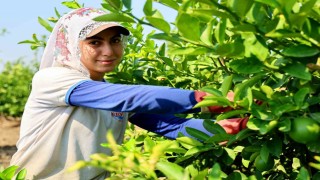 Adanada limon hasadı başladı: Bahçede kilogramı 6-12 lira