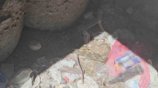 Adilcevazda damalı su yılanlarının toplu dansı görüntülendi