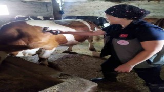 Afyonkarahisarda şap hastalığıyla mücadele sürüyor