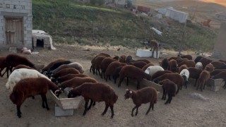 Ağrıda besicilerde sonbahar hareketliliği
