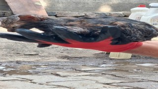 Ağrıda ziftin içine giren yavru kedi ölümden döndü