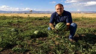 Ağrının verimli tarlalarında yetişen kavun ve karpuzlar tezgâhlara hazırlanıyor