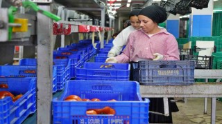 Ağustos ayında domates işlem miktar endeksi yüzde 56,70 azaldı