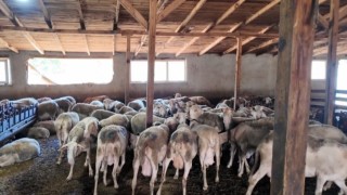 Ahırda başlayan hayalini çocuklarına miras bırakmak istiyor
