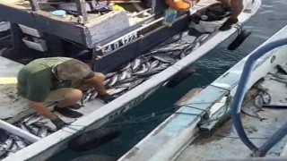 Akçakoca açıklarında palamut bereketi: Tekneler dolu dönüyor
