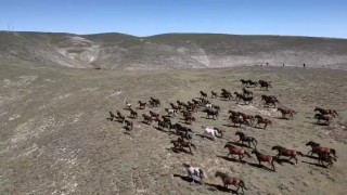 Akdağın yılkı atları dronla görüntülendi
