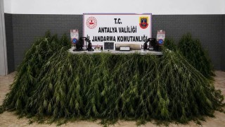 Aksuda yasadışı kenevir operasyonu