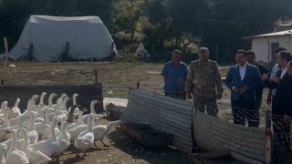Akyakada kaz yetiştiriciliğine yakın takip