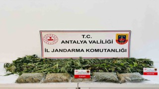 Alanyada uyuşturucu operasyonunda 24 kök kenevir ve 2 kilo 642 gram esrar ele geçirildi