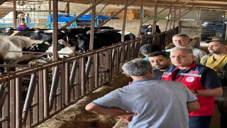 Altınözü'nde hastalıktan ari işletme sayısının artırılması için çalışma yürütülüyor