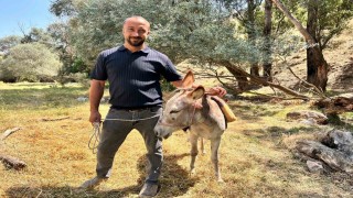 Ankarada film gibi olay: Protokol Yoluna çıkan eşek yediemine çekildi