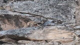 Anne dağ keçisi yavrusunu kayalıkların arasında emzirdi