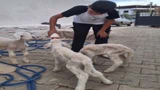 Anne sütünün yetmediği sevimli kuzular biberonla besleniyor