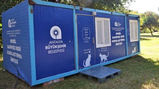 Antalya’da Sahipsiz Kediler Kısırlaştırılıyor