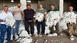 Araban Ovası'nda pamuk hasadı başladı