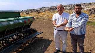 Araban sarımsağında zambak anaç tohum dönemi başlıyor
