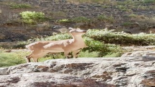 Arıcakta koruma altındaki dağ keçileri görüntülendi