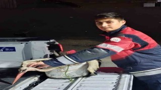 Arsuzda kayalıklarda yorgun düşen leylek kurtarıldı