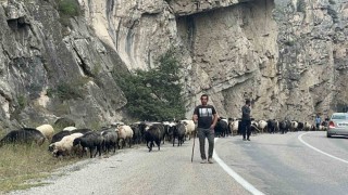 Artvin'de yaylalardan dönüş başladı