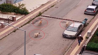 Atakumda başıboş köpek tedirginliği