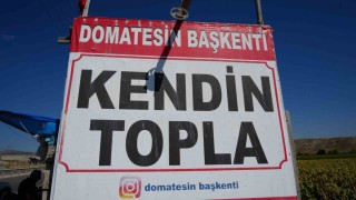 Ayaş domatesi hasadında yeni dönem: Vatandaş tarlaya gidip kendi topluyor