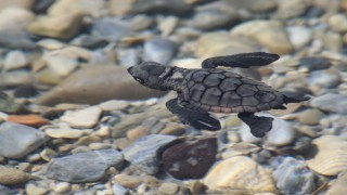 Aydın kıyılarında 214 yavru caretta denizle buluştu