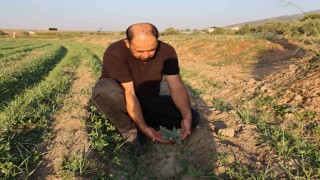 Aydında enginar fideleri toprakla buluşmaya başladı