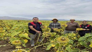Aydıntepe'de ayçiçeği hasadı başladı