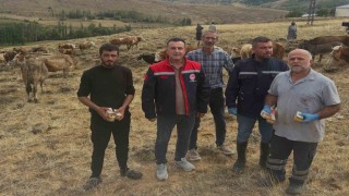 Aydıntepe'de hayvan yetiştiricilerine yonca zehirlenmesi uyarısı