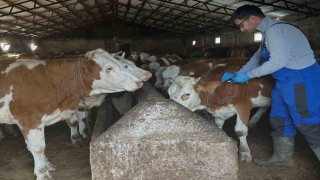 Aydıntepe'de şap aşılama çalışmaları Günbuldu ve Kavlatan'da yapıldı