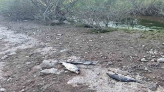 Ayvacık Barajında toplu balık ölümleri