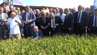 Bafra'da Türkiye'nin ilk çeltik ağası seçildi