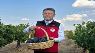 Bakan Yumaklı: "3 milyon 850 bin tonluk bir üzüm üretimi ülkemizde gerçekleşmiş olacak"