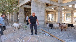 Başıboş gezen 9 keçiyi esnaf buldu, sahibi aranıyor