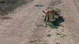 Bayburtlu vatandaşın 'Mazlum' adını verdiği tilki peşinden ayrılmıyor