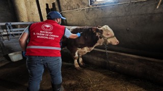 Bayburt'ta hayvanlara sonbahar dönemi aşı ve küpeleme çalışması yapılıyor