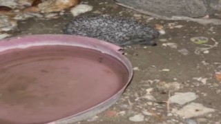 Bayburt'ta tavuklara bırakılan suya önce tilki şimdi de kirpi dadandı