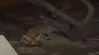 Bayburtta tavukların suyuna dadanan tilki aile tarafından beslenmeye başladı